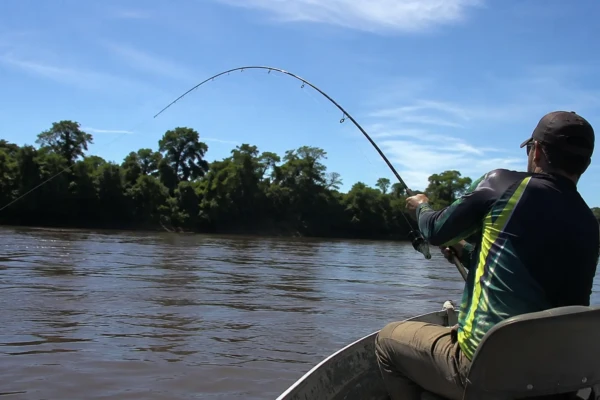 Pescadores fisgam peixe de 68 quilos e fotos do gigante impressionam os fãs de pescaria esportiva; peixe é um dos mais cobiçados