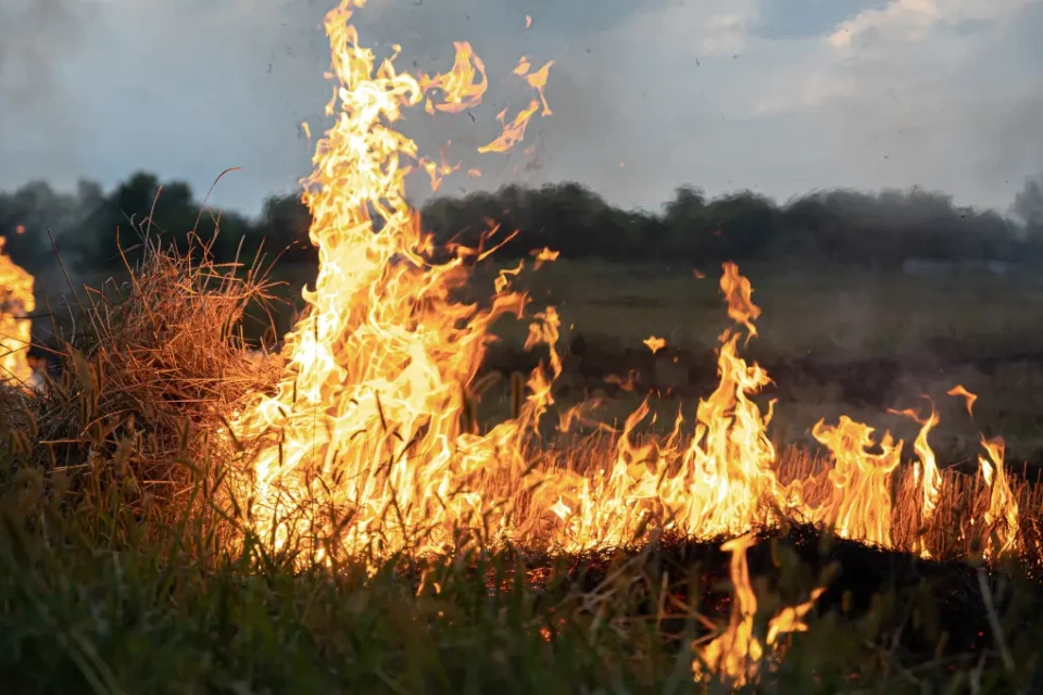 Governo declara emergência em razão de queimadas e proíbe uso de fogo em vegetação (Foto: Magnific)