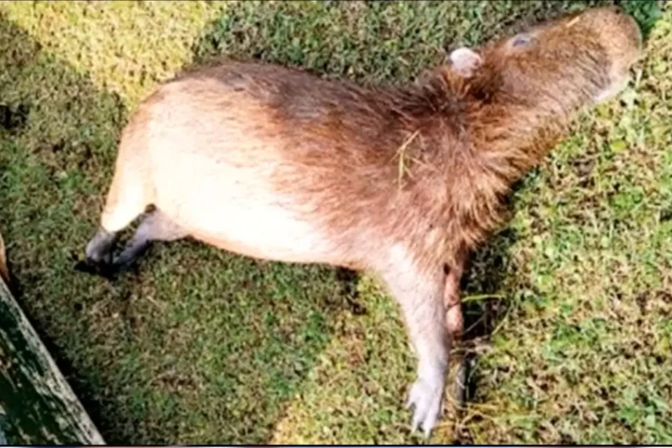 Amma investiga morte de quatro capivaras no Jardim Botânico de Goiânia (Foto: Reprodução TV Anhanguera)