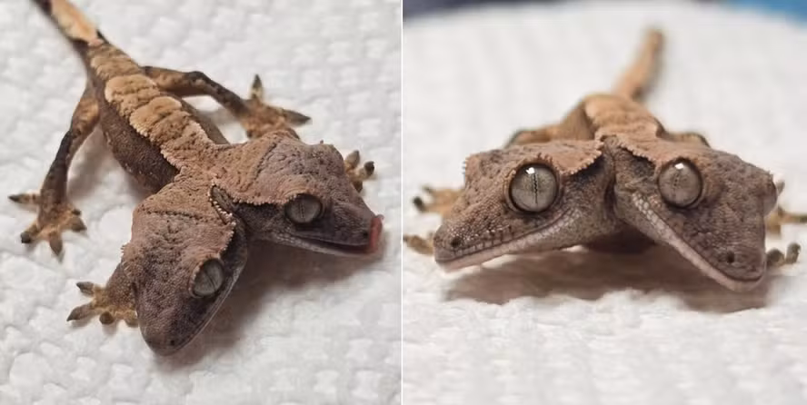 Lagartixa de duas cabeças sobrevive e intriga veterinários; veja imagens Cabeças receberam os nomes de Simon e Garfunkel