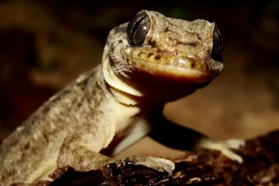 Lagartixa de duas cabeças sobrevive e intriga veterinários; veja imagens Cabeças receberam os nomes de Simon e Garfunkel