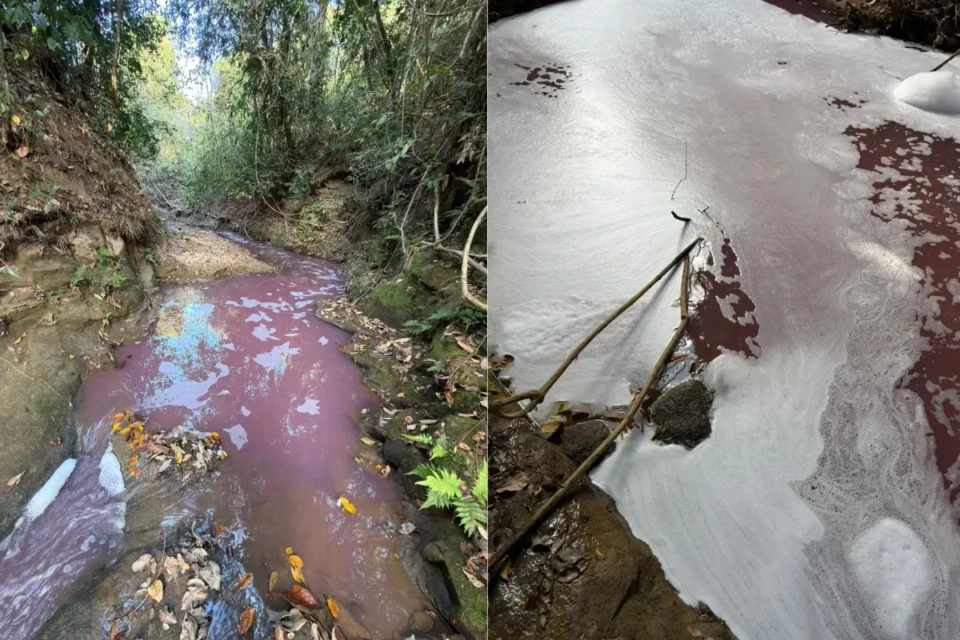 Mancha rosa no córrego em Professor Jamil com peixes mortos