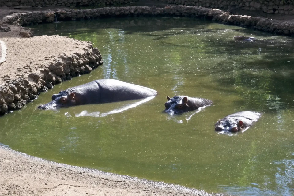Hipopótamos no tanque do Zoológico de Goiânia, que terá novo chamamento para contratação do serviço especializado de limpeza. (Foto: Prefeitura de Goiânia)