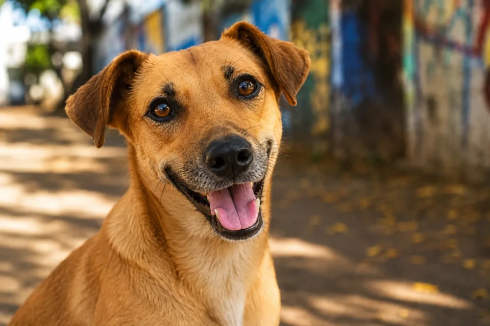 Cachorro sem raça definida, conhecido popularmente como vira-lata ou caramelo, símbolo da adoção responsável no Brasil. Apesar da popularidade nas redes sociais, milhares de animais ainda aguardam por uma família em abrigos e lares temporários.