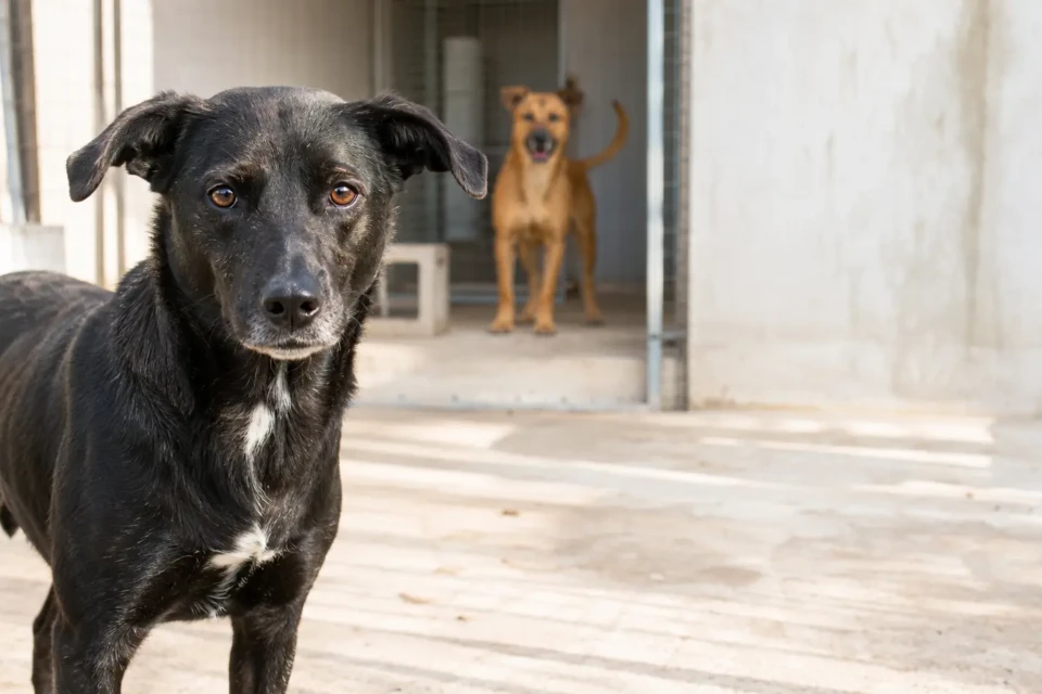 Cão vira-lata preto em primeiro plano e cão caramelo ao fundo em abrigo, à espera de adoção