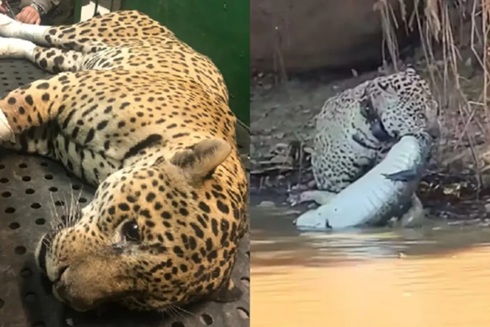 Onça que tratou queimaduras em Goiás é flagrada caçando jacaré no Pantanal; vídeo Ousado sofreu queimaduras graves em incêndios
