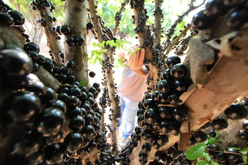 Fazenda jabuticabal