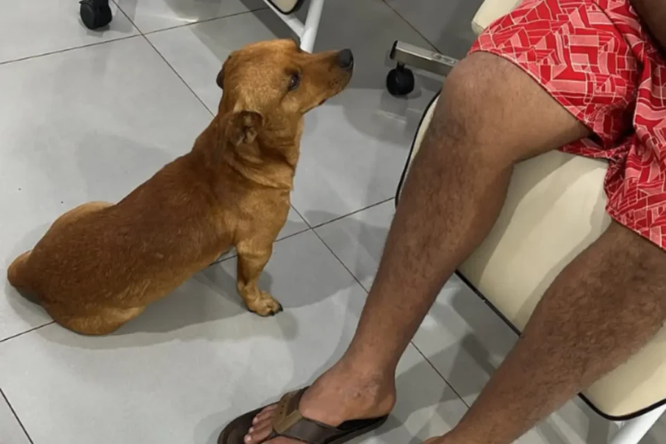 cachorro x samu