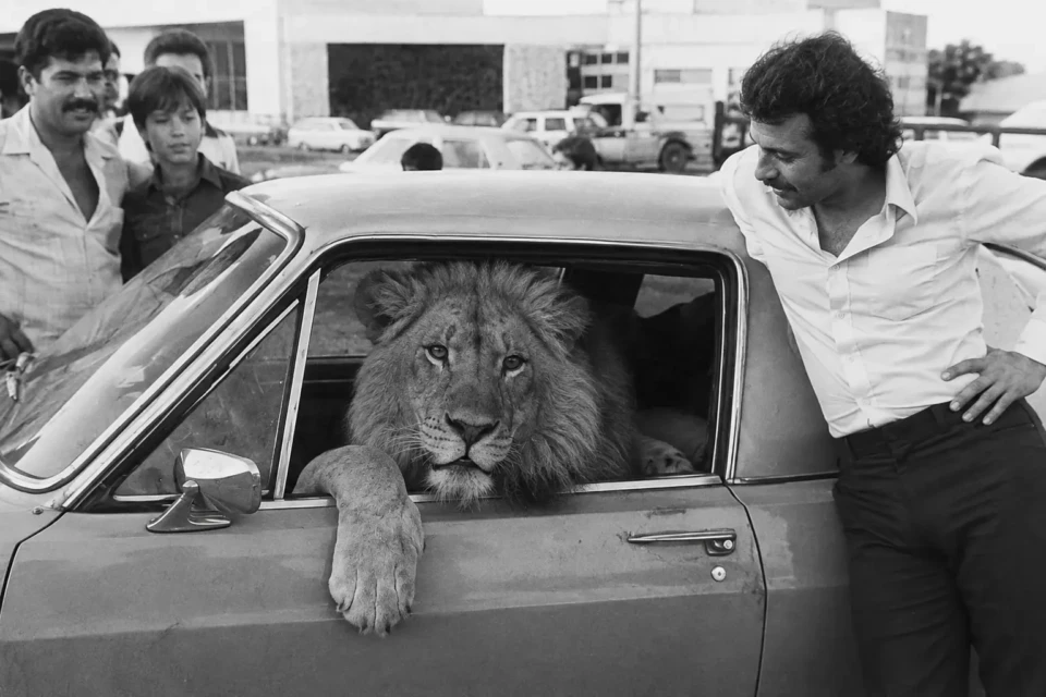 Leão dentro de um automóvel em Goiânia nas décadas de 1970 e 1980, período em que grandes felinos eram mantidos em propriedades particulares. Acervo O Popular