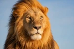 Leão-africano, espécie exótica que atualmente só pode ser mantida no Brasil por instituições e empreendimentos devidamente autorizados pelos órgãos ambientais. Crédito: Canva