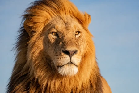 Leão-africano, espécie exótica que atualmente só pode ser mantida no Brasil por instituições e empreendimentos devidamente autorizados pelos órgãos ambientais. Crédito: Canva