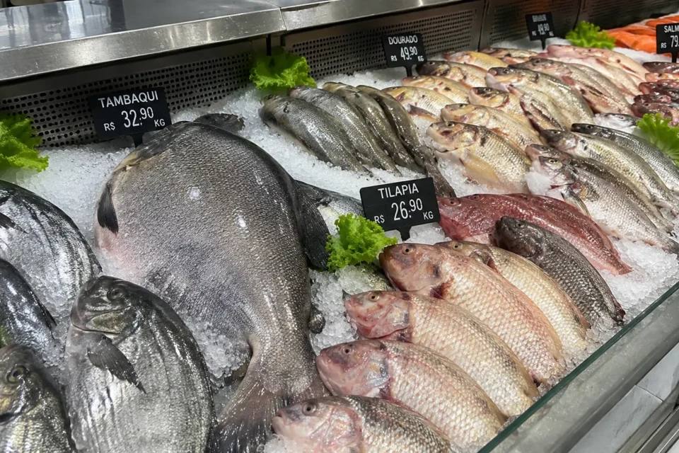 Vai desaparecer? Peixe popular no Brasil entra em lista de extinção Após queda de 43% da população, peixe pode ter a pesca proibida tambaqui
