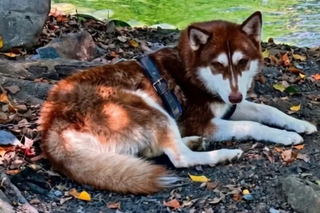 Husky siberiano de três anos vai receber pensão no México Justiça manda homem pagar pensão alimentícia para cachorro após separação; entenda