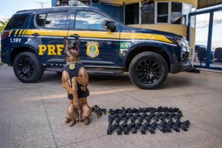 Cão farejador da PRF