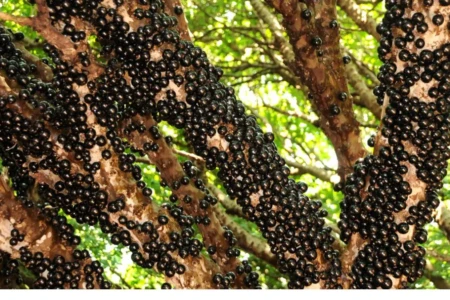 Frutos de jabuticaba agrupados em galhos de uma jabuticabeira em Hidrolândia