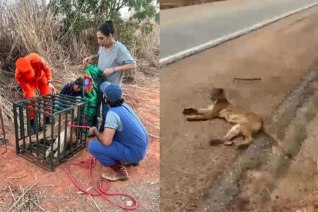 Onça sendo resgatada - (Foto: reprodução/PMGO)