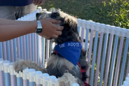 Feira de adoção de animais será realizada neste sábado em Aparecida de Goiânia