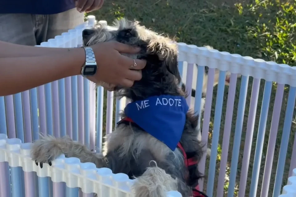 Feira de adoção de animais será realizada neste sábado em Aparecida de Goiânia