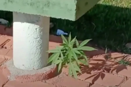 Pé de maconha nasce em calçamento de pedras em Bela Vista de Goiás (Foto: Guarda Municipal)