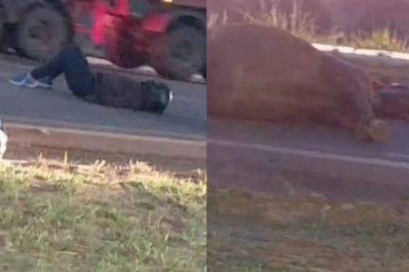 Acidente na GO-462 após motociclista atingir cavalo que estava caído na pista