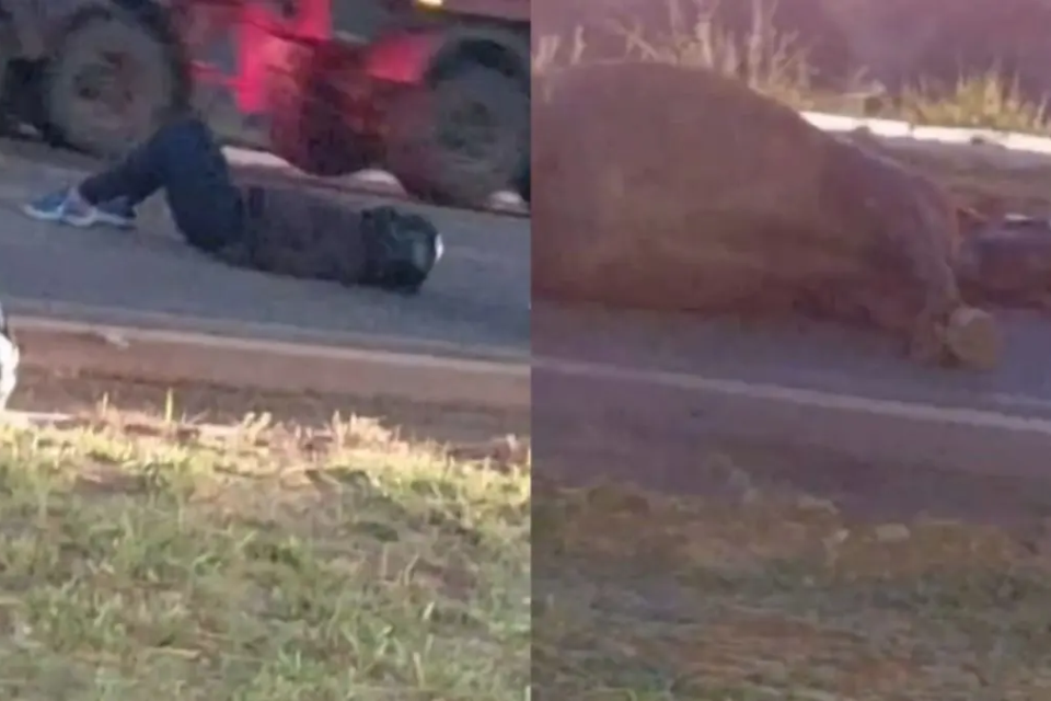 Acidente na GO-462 após motociclista atingir cavalo que estava caído na pista