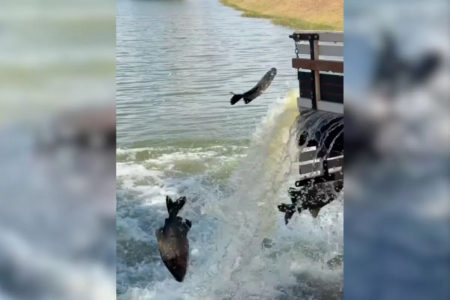 Goianira solta 2,5 toneladas de peixes para 5ª Pesca Livre no Lago Municipal (Foto: redes sociais)