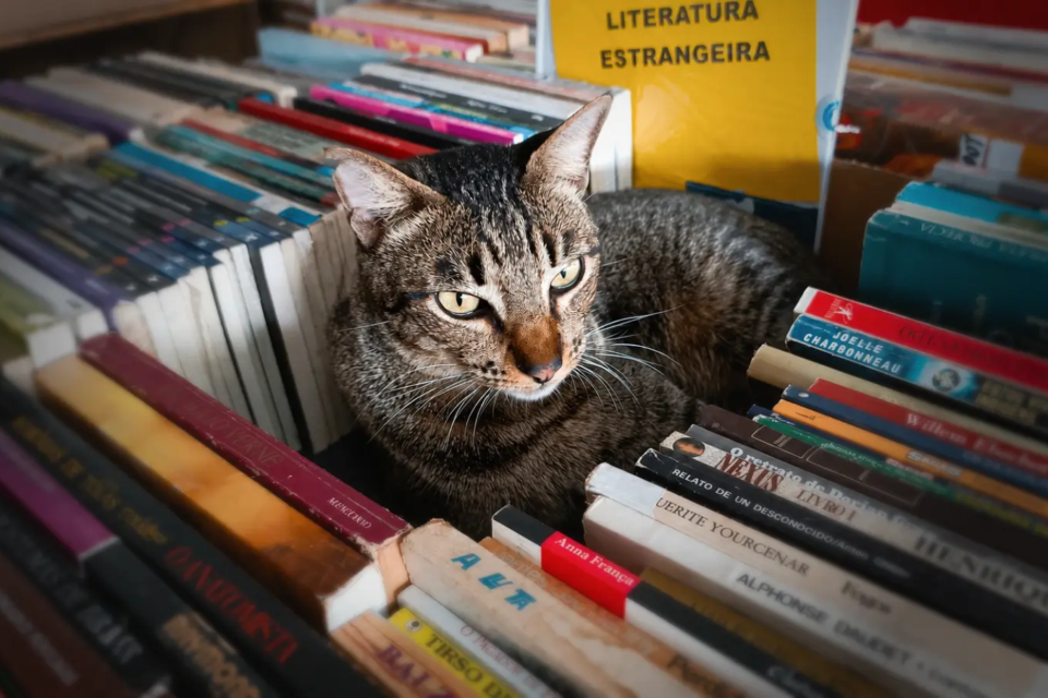 gato
