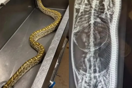 Cobra píton é achada escondida 'descansando do almoço' e raio-x revela qual foi a refeição; veja Píton-birmanesa de 2,5 metros