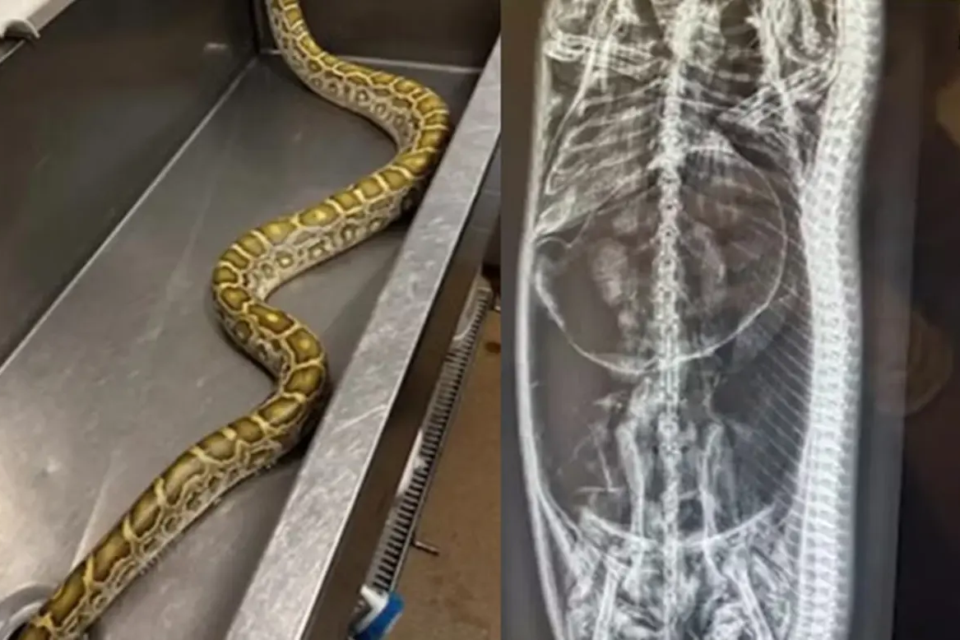 Cobra píton é achada escondida 'descansando do almoço' e raio-x revela qual foi a refeição; veja Píton-birmanesa de 2,5 metros