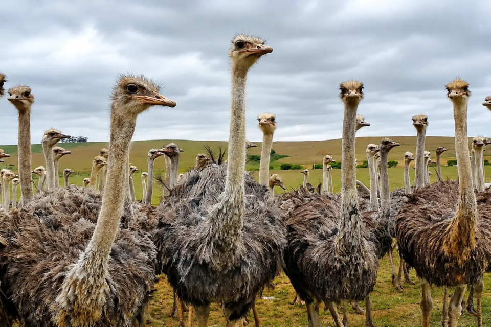 Avestruzes em fazenda ligada à Avestruz Master, em Paraíso do Tocantins. A criação das aves sustentava a imagem de uma atividade econômica concreta por trás do negócio que atraiu mais de 40 mil investidores antes do colapso, em 2005. (Foto: Acervo/MPF)