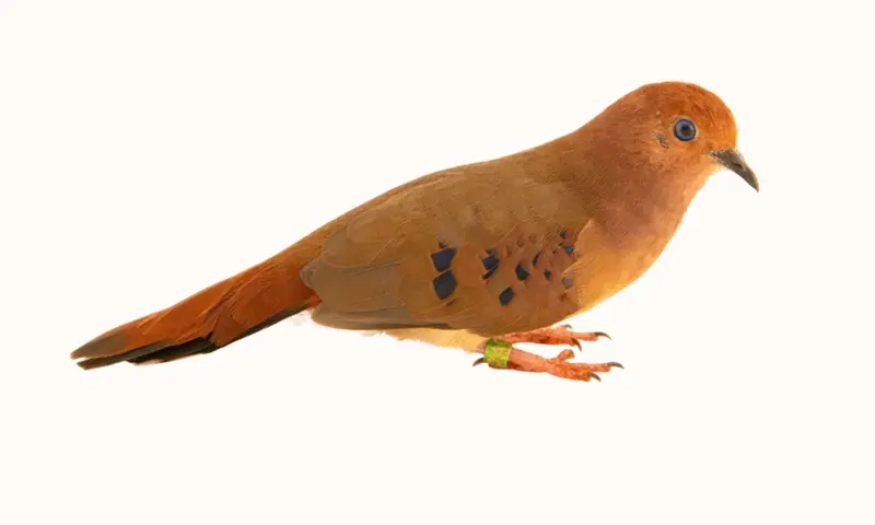 projeto-phoenix-joel-sartore-photo-ark-2-conexao-planeta
