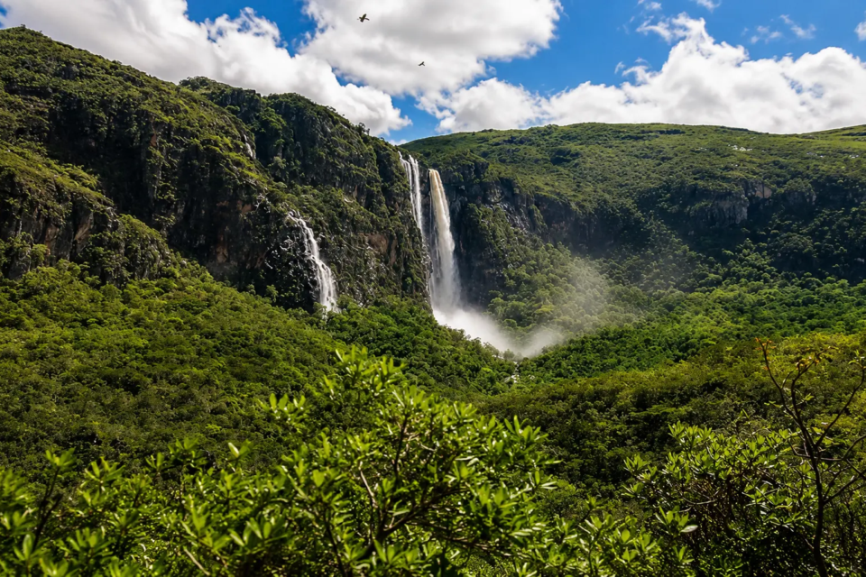 imagem Rolinha-do-planalto desaparecida da natureza por 75 anos Espécie do Cerrado com 11 exemplares na natureza lista de iniciativa global