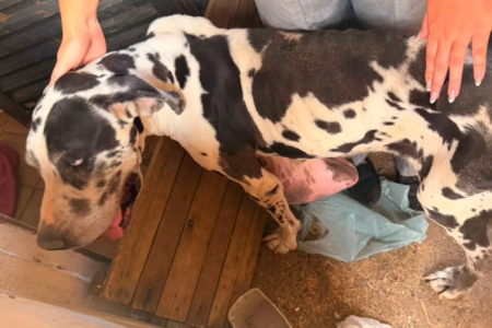 cão resgatado
