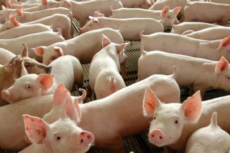 Assembleia Legislativa de Goiás aprova inclusão obrigatória de carne suína na merenda escolar semanal
