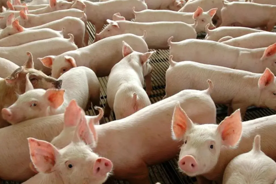 Assembleia Legislativa de Goiás aprova inclusão obrigatória de carne suína na merenda escolar semanal