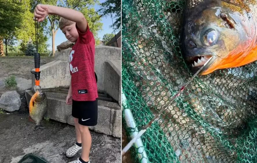 Peixe da América do Sul foi pescado por menino na Pensilvânia Piranha de quase 1 kg aparece em lago nos EUA e surpreende biólogos fotos