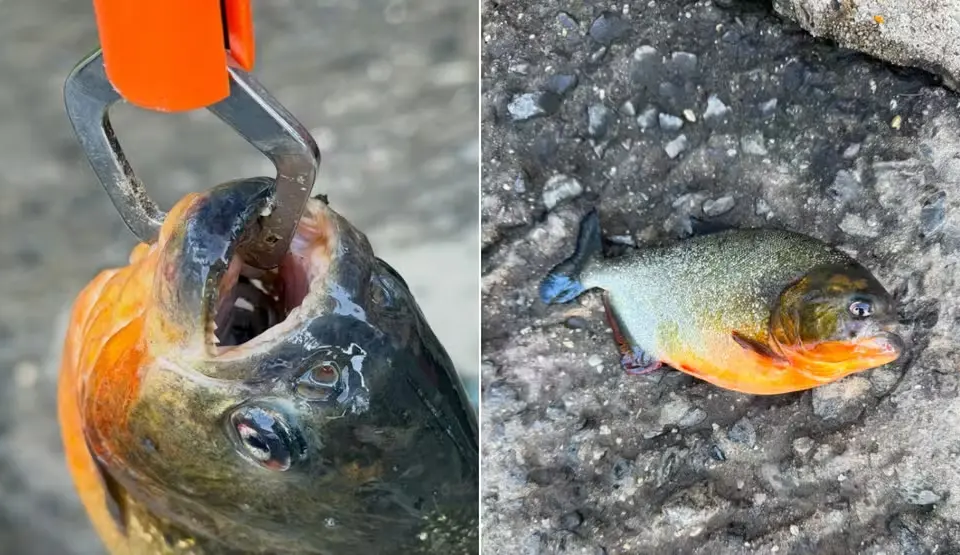 Peixe da América do Sul foi pescado por menino na Pensilvânia Piranha de quase 1 kg aparece em lago nos EUA e surpreende biólogos fotos