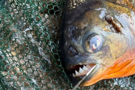 Peixe da América do Sul foi pescado por menino na Pensilvânia Piranha de quase 1 kg aparece em lago nos EUA e surpreende biólogos fotos