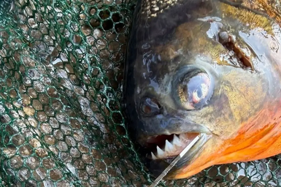 Peixe da América do Sul foi pescado por menino na Pensilvânia Piranha de quase 1 kg aparece em lago nos EUA e surpreende biólogos fotos