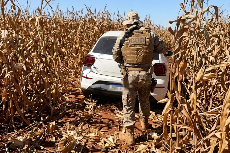 Aprensão de drogas feita por militares do COD em plantação no interior de Goiás (Foto: PMGO)