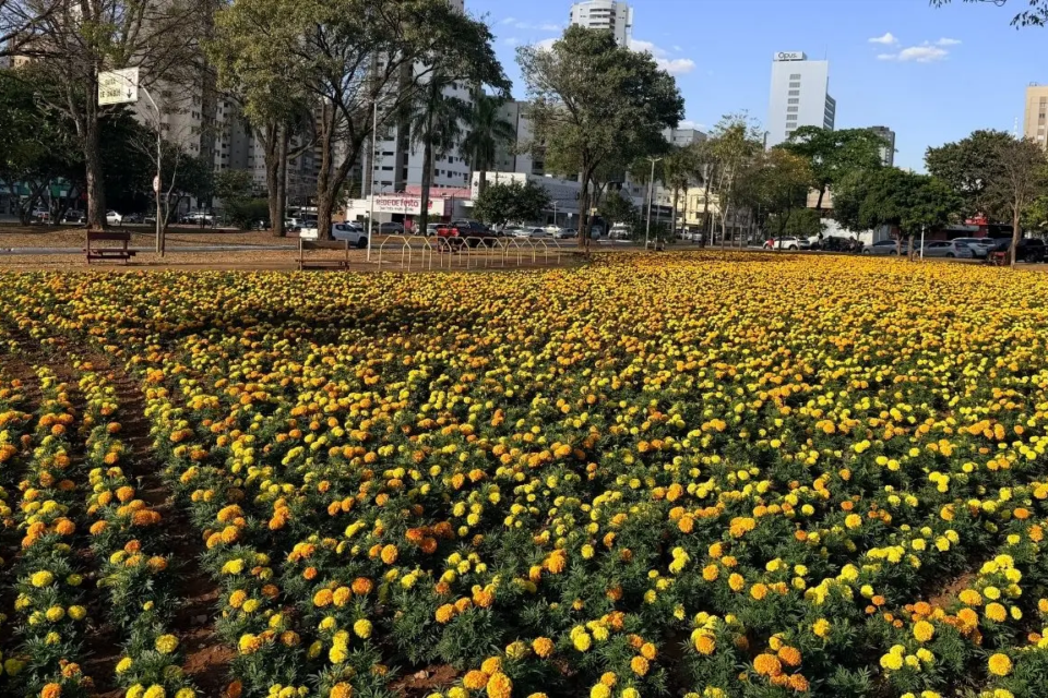 Flores Goiânia Nova Suíça