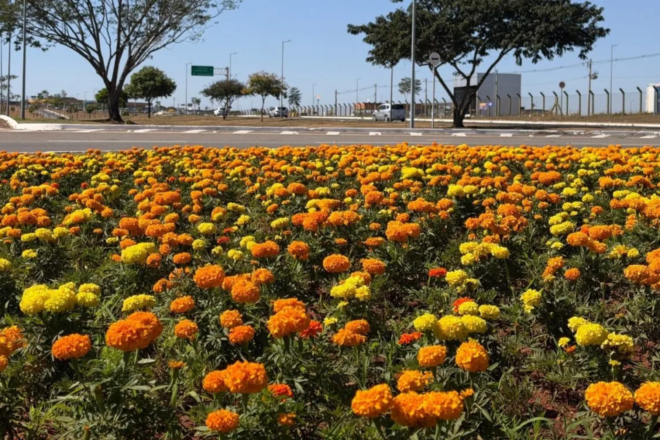 Flores Goiânia Aeroporto