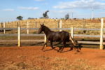 comandante x cavalo