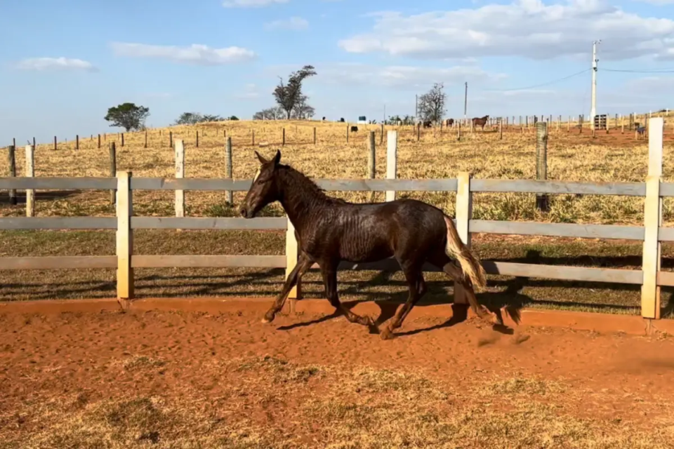 comandante x cavalo 