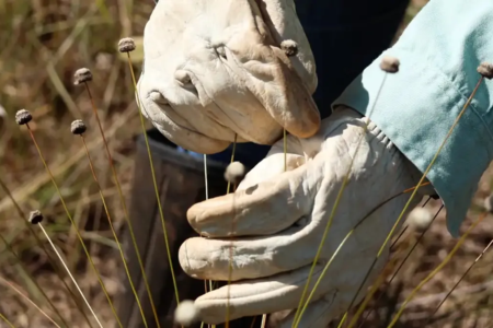 Pesquisadores encontram plantas consideradas extintas há 30 anos