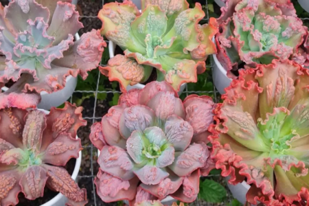 Bazar de plantas em Goiânia terá espécies a partir de R$ 2,50 neste fim de semana