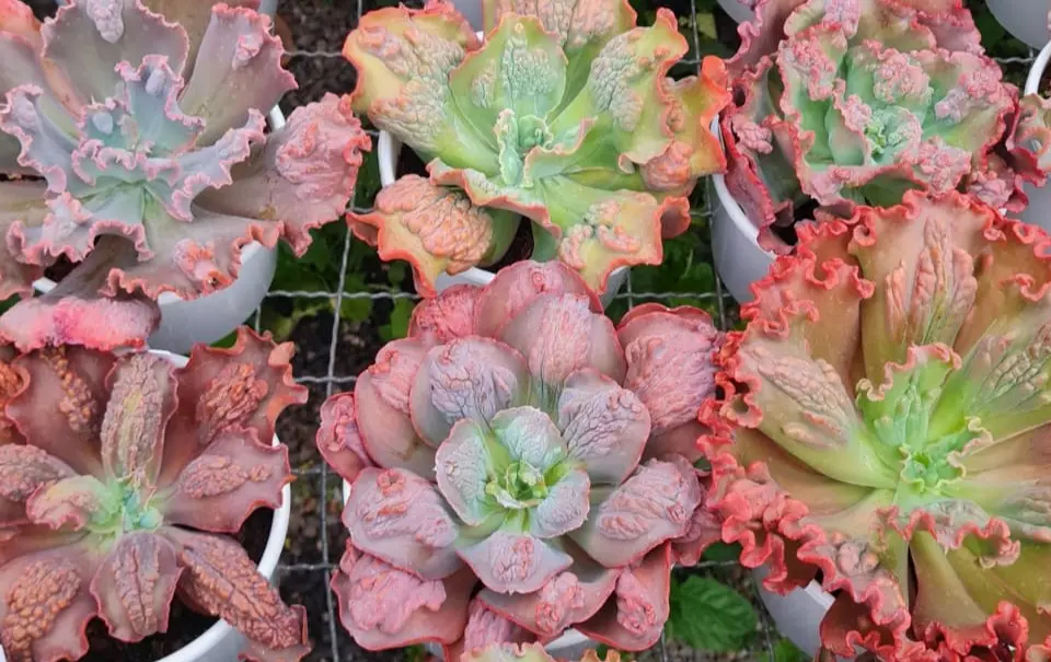 Bazar de plantas em Goiânia terá espécies a partir de R$ 2,50 neste fim de semana
