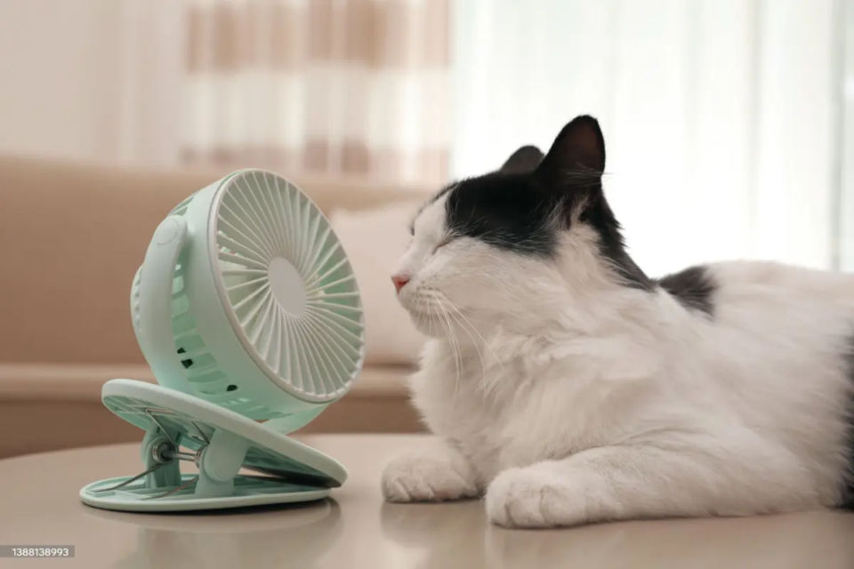 gatinho x ventilador 