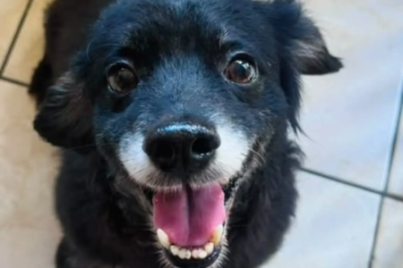 Evento reúne mais de 20 pets para adoção neste sábado (22) em Goiânia