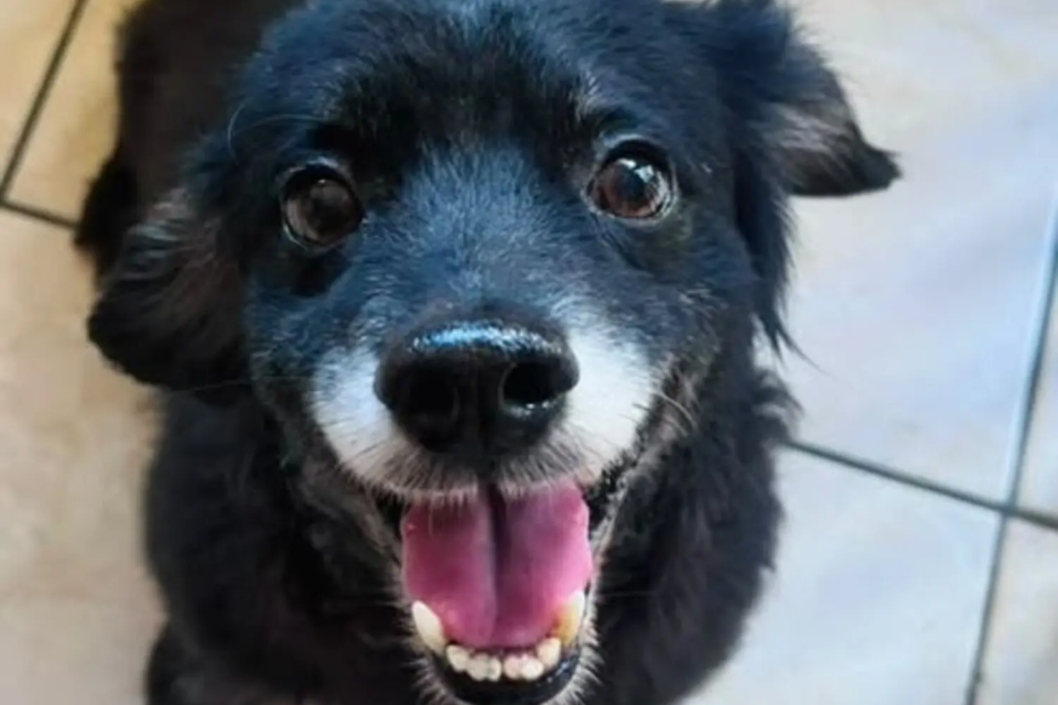 Evento reúne mais de 20 pets para adoção neste sábado (22) em Goiânia